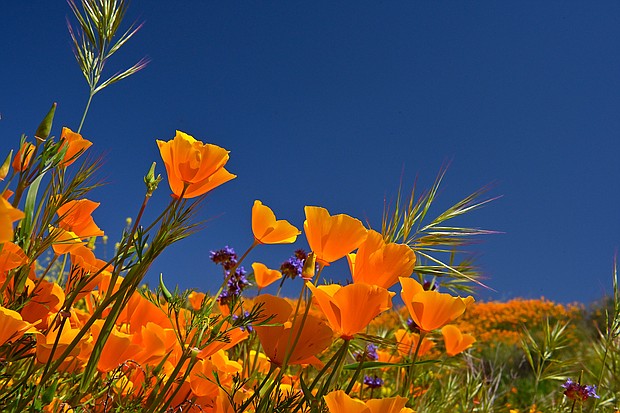 A 'super bloom' of wild flowers blankets the hills of Walker Canyon in Lake Elsinore, California, in March 2019.
Mandatory Credit:	Matt Patterson/AP