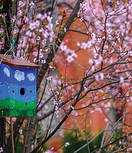 Birdhouse and blossoms Downtown