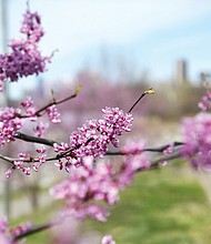 Blossoms along Main Street (Regina H. Boone/Richmond Free Press)