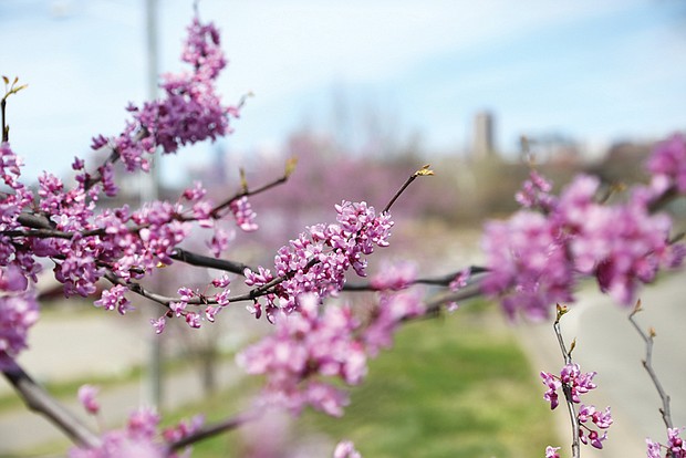 Blossoms along Main Street (Regina H. Boone/Richmond Free Press)