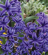 Vibrant hyacinth in West End