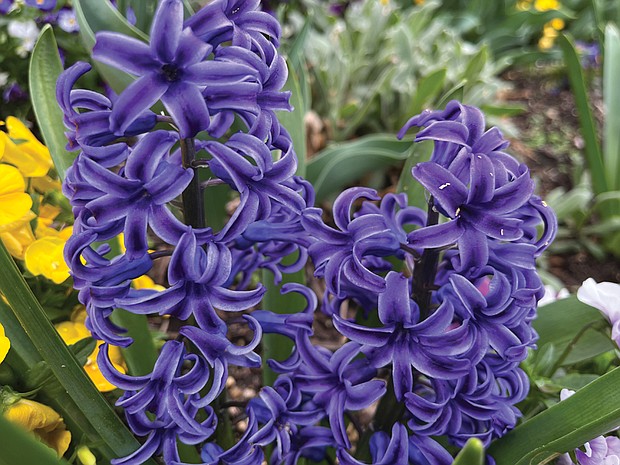 Vibrant hyacinth in West End