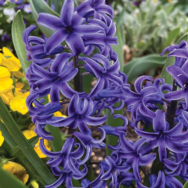 Vibrant hyacinth in West End