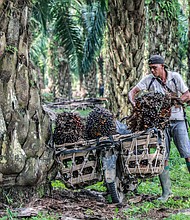 Palm oil prices may go up as Indonesia pans to suspend exports of the oil on Thursday. Pictured is a palm oil plantation in North Sumatra, Indonesia, on March 15.
Mandatory Credit:	Dedi Sinuhaji/EPA-EFE/Shutterstock