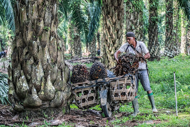 Palm oil prices may go up as Indonesia pans to suspend exports of the oil on Thursday. Pictured is a palm oil plantation in North Sumatra, Indonesia, on March 15.
Mandatory Credit:	Dedi Sinuhaji/EPA-EFE/Shutterstock