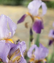 Iris at The Carillon
