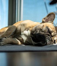 Pooches may exhibit some of the same states of sleep as their pet owners.
Mandatory Credit:	LinedPhotography/Adobe Stock