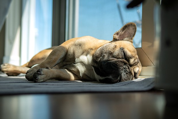 Pooches may exhibit some of the same states of sleep as their pet owners.
Mandatory Credit:	LinedPhotography/Adobe Stock
