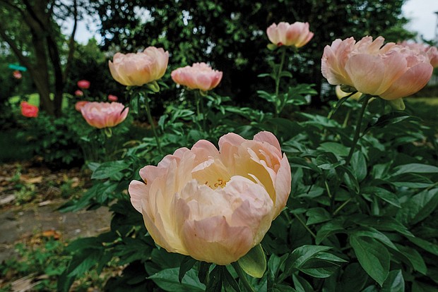 Peonies on South Side