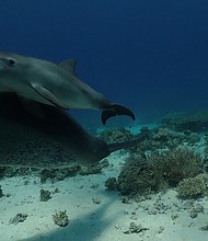 In the Red Sea off the coast of Egypt, bottlenose dolphins were spotted in 2009 doing something unusual. They lined up to rub their bodies against coral.
Mandatory Credit:	iScience