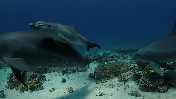 In the Red Sea off the coast of Egypt, bottlenose dolphins were spotted in 2009 doing something unusual. They lined …