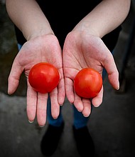 A gene-edited tomato (left) is shown in a side-by-side comparison with an unmodified tomato (right).
Mandatory Credit:	John-Innes-Centre
