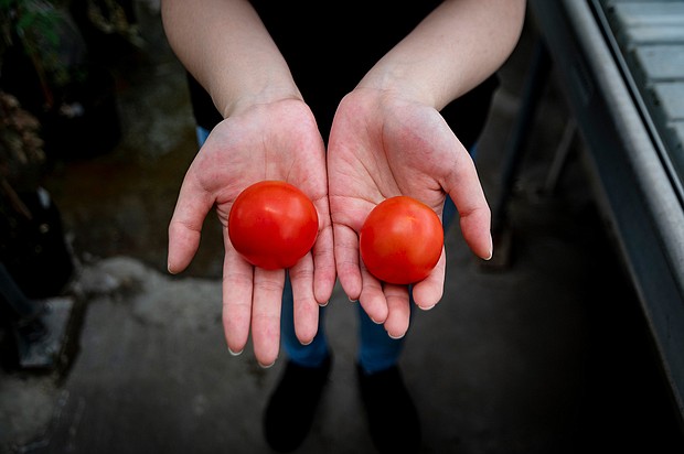 A gene-edited tomato (left) is shown in a side-by-side comparison with an unmodified tomato (right).
Mandatory Credit:	John-Innes-Centre