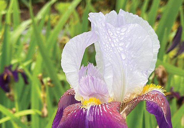 Morning dew on Iris in the West End