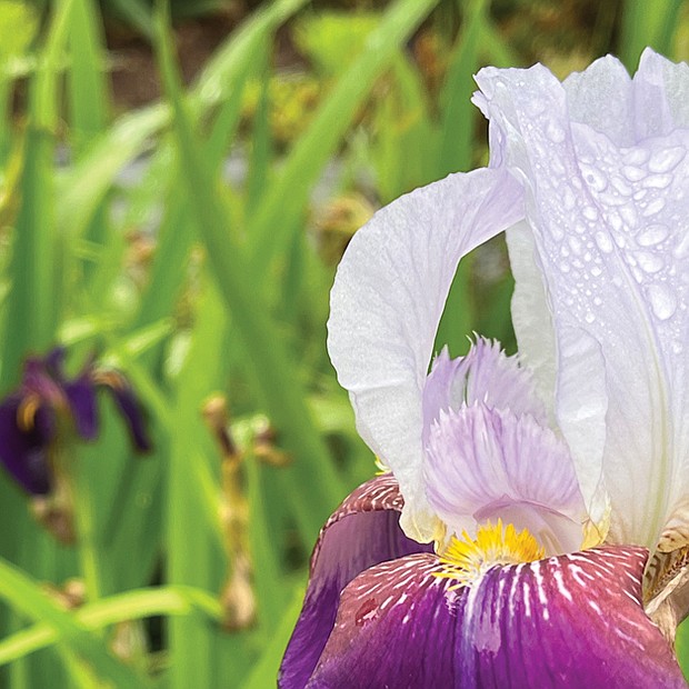 Morning dew on Iris in the West End