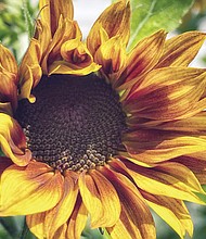 Vibrant sunflower in the West End