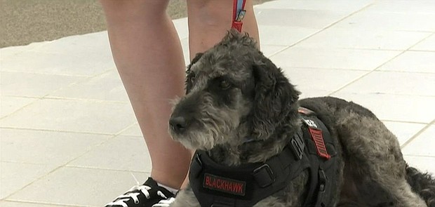 A Linwood non-profit is making it their mission to help prevent veteran suicides.
Mandatory Credit:	WNEM