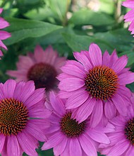 Coneflowers in North Side