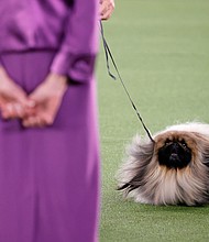 Wasabi the Pekingese won Best in Show at the 145th Annual Westminster Kennel Club Dog Show on June 13, at the Lyndhurst Estate in Tarrytown, New York.
Mandatory Credit:	Michael Loccisano/Getty Images