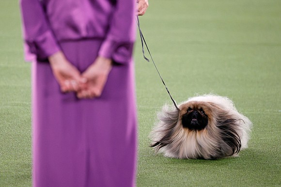 Trumpet, a bloodhound, was crowned the Best in Show winner at the 146th Westminster Kennel Club Dog Show Wednesday night.