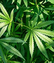 The Senate Intelligence Committee has advanced legislation that would allow US intelligence agencies to hire applicants who have used marijuana in the past.
Mandatory Credit:	Adobe Stock