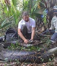 Wildlife biologists from the Conservancy of Southwest Florida caught a female Burmese python weighing 215 pounds (97.5 kg) by tracking a male scout snake.
Mandatory Credit:	Conservancy of Southwest Florida