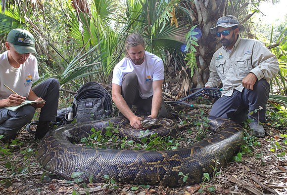 She's massive, invasive and covered in scales: A record breaking 215-pound, 18-foot-long Burmese python has been captured in Florida.