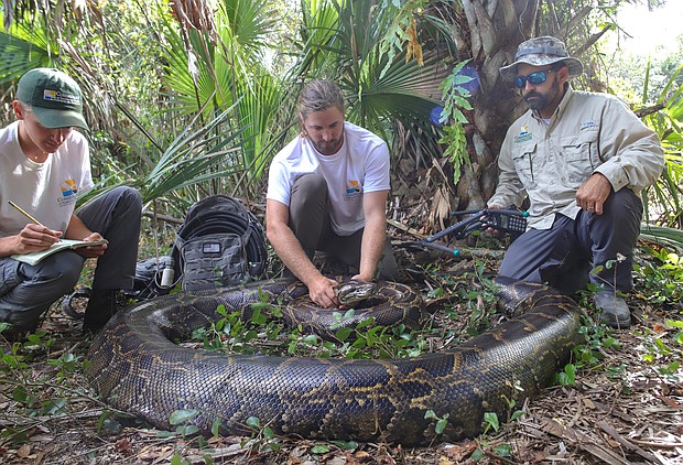Wildlife biologists from the Conservancy of Southwest Florida caught a female Burmese python weighing 215 pounds (97.5 kg) by tracking a male scout snake.
Mandatory Credit:	Conservancy of Southwest Florida