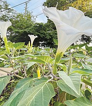 Trumpet flowers in The Fan