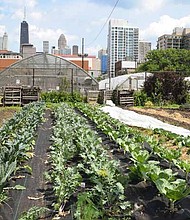 Chicago Lights Urban Farm produces lettuce, tomatoes, peppers, collard greens, garlic, herbs, spinach, cucumber and squash.