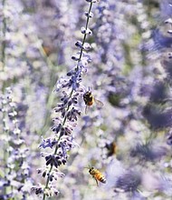 Bees and blooms on Arthur Ashe Boulevard