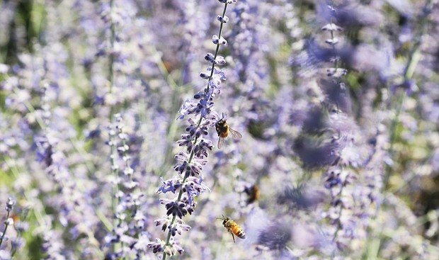 Bees and blooms on Arthur Ashe Boulevard
