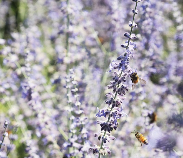 Bees and blooms on Arthur Ashe Boulevard