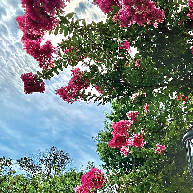 Crape myrtle in the West End