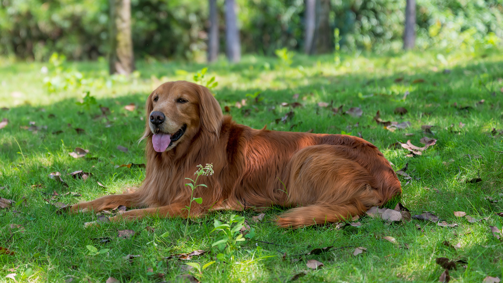 how-to-keep-your-dog-and-other-pets-cool-in-the-heat-houston-style