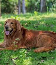 Make sure your dog has access to shade and water during the hot weather. Walk your pet in the early morning or evening.
Mandatory Credit:	Chendongshan/Adobe Stock