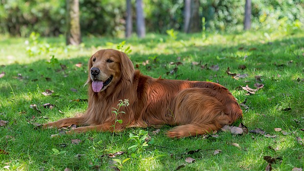 Make sure your dog has access to shade and water during the hot weather. Walk your pet in the early morning or evening.
Mandatory Credit:	Chendongshan/Adobe Stock
