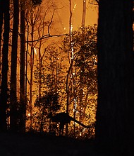A kangaroo escapes the fire as the fire front approaches a property on November 15, 2019 in Colo Heights, Australia.
Mandatory Credit:	Brett Hemmings/Getty Images