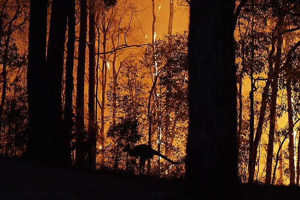 A kangaroo escapes the fire as the fire front approaches a property on November 15, 2019 in Colo Heights, Australia.
Mandatory Credit:	Brett Hemmings/Getty Images