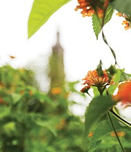 Summer bloom at The Carillon