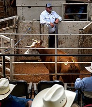Buyers and sellers watch as cattle go through the sale barn arena at Abilene Livestock Auction on July 12 in Abilene, Texas. Drought has been forcing ranchers to begin selling off their herds as pastures dry or burn up in the summer weather.
Mandatory Credit:	Ronald W. Erdrich/Abilene Report/AP