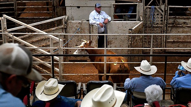 Buyers and sellers watch as cattle go through the sale barn arena at Abilene Livestock Auction on July 12 in Abilene, Texas. Drought has been forcing ranchers to begin selling off their herds as pastures dry or burn up in the summer weather.
Mandatory Credit:	Ronald W. Erdrich/Abilene Report/AP