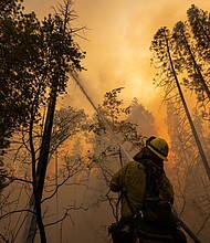 A firefighter cools a burning tree at the Oak Fire near Midpines, northeast of Mariposa, California, on July 23.
Mandatory Credit:	David Mcnew/AFP/Getty Images