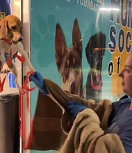 Approximately 4,000 beagles were rescued from a mass-breeding facility in Cumberland, Virginia, last month.
Mandatory Credit:	WSMV