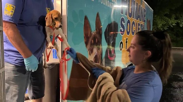 Approximately 4,000 beagles were rescued from a mass-breeding facility in Cumberland, Virginia, last month.
Mandatory Credit:	WSMV