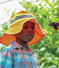 Patience pays off for 5-year-old New Yorker Julian Graham, who got an up-close view of a vibrant butterfly while visiting the “Butterflies Live” exhibition with his family at Lewis Ginter Botanical Garden last Saturday. The exhibit runs until Oct. 10.