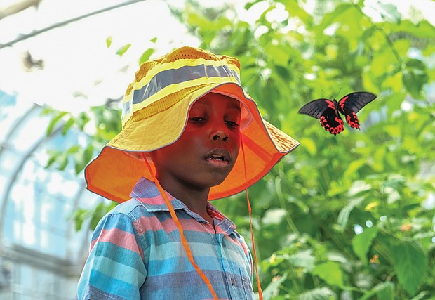 Patience pays off for 5-year-old New Yorker Julian Graham, who got an up-close view of a vibrant butterfly while visiting the “Butterflies Live” exhibition with his family at Lewis Ginter Botanical Garden last Saturday. The exhibit runs until Oct. 10.