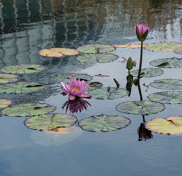 Lewis Ginter Botanical Garden water lilies