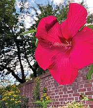 Giant hibiscus in the West End
