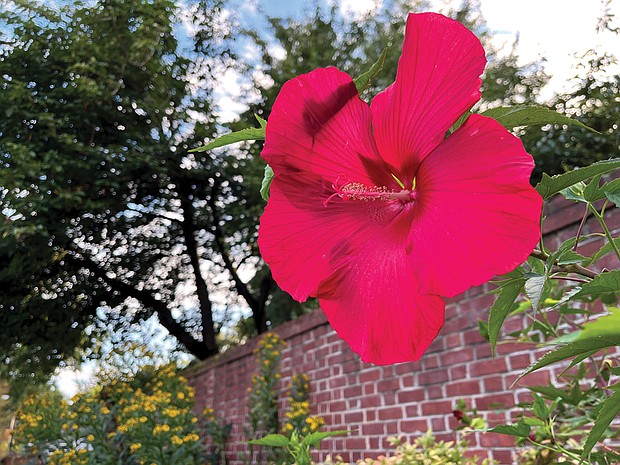 Giant hibiscus in the West End